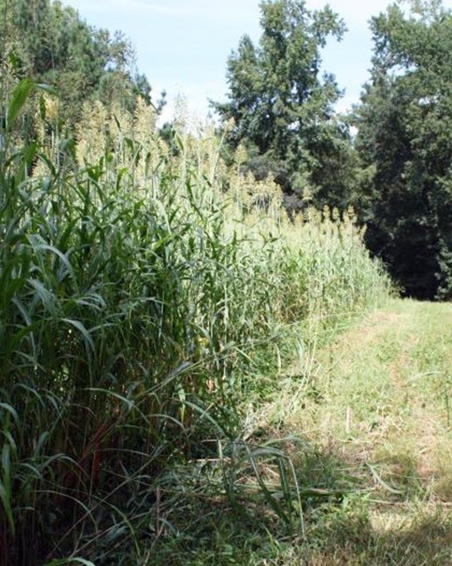 Egyptian Wheat seed for planting – habitat hunting screening 5lbs 1/4 Acre
