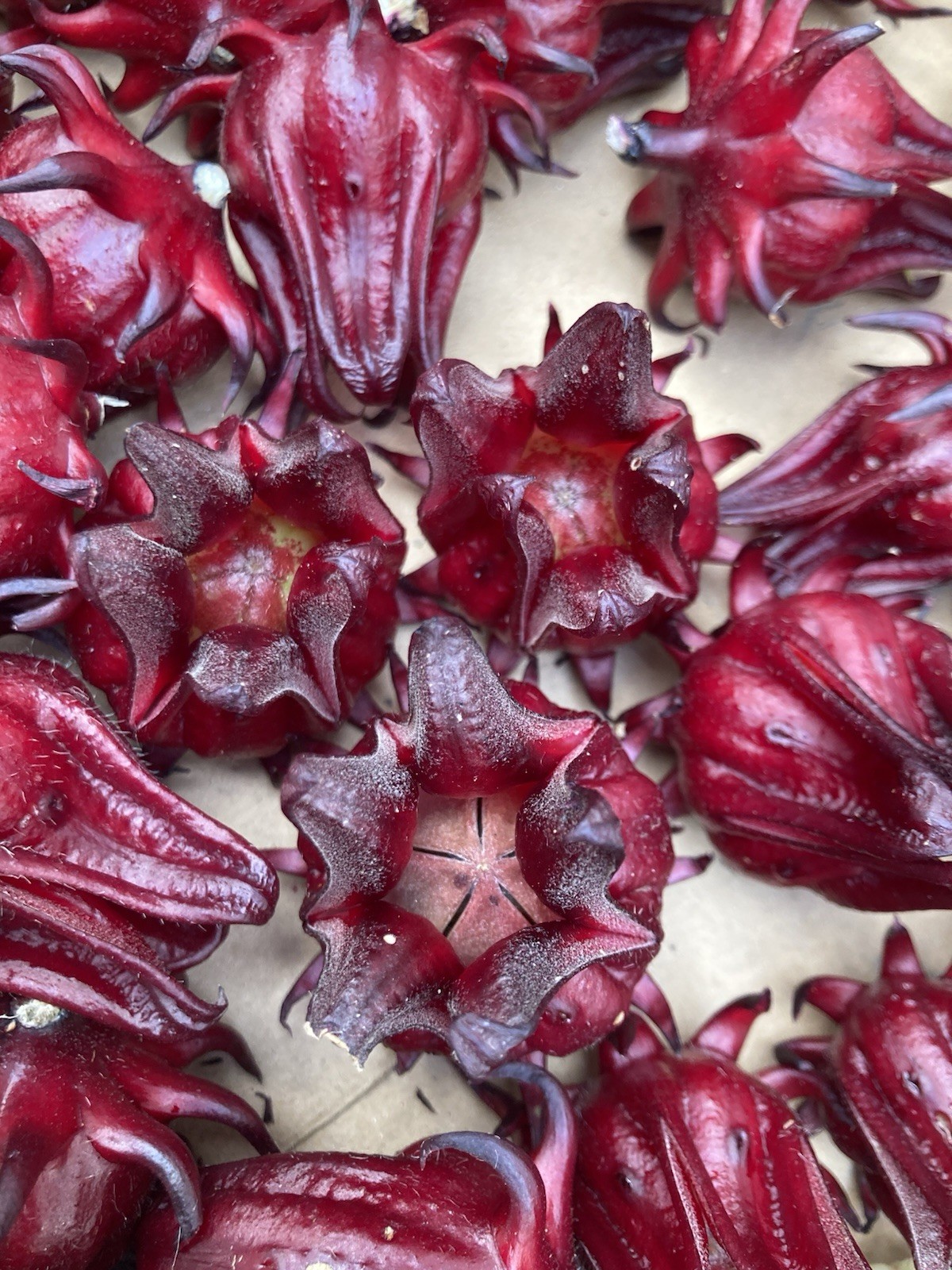 Roselle Hibiscus, Jamaican Sorrel 100 Seeds Flo. Grown Zone 9b Harvested 10/25
