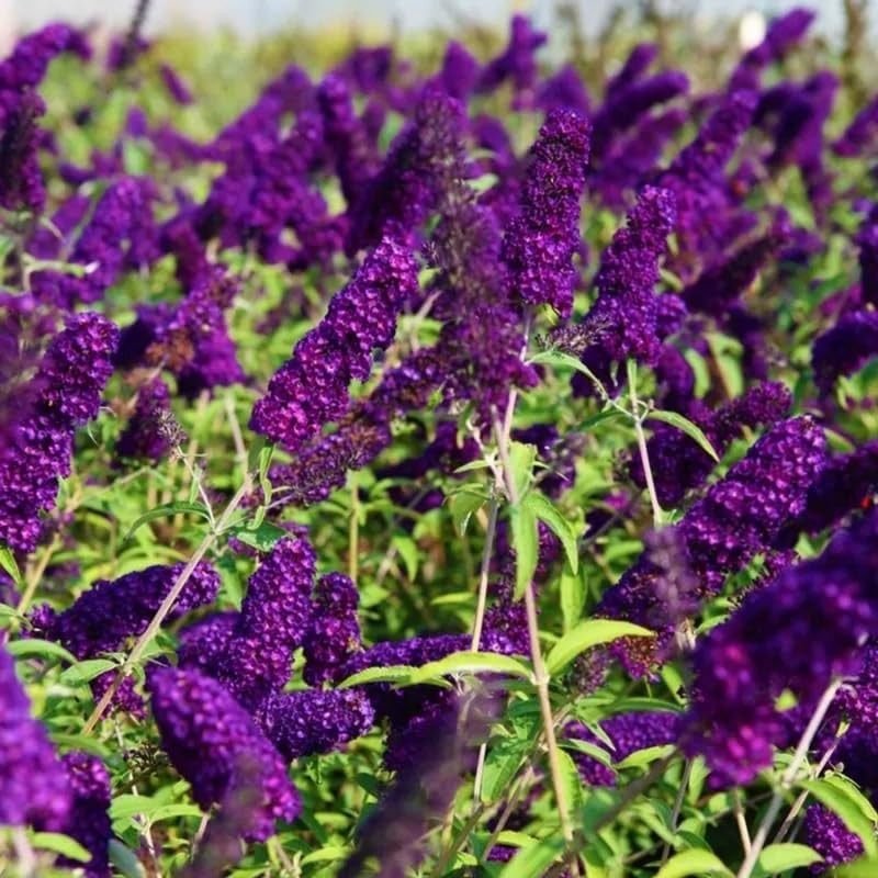 Black-Purple Butterfly Bush Live Shrub Plant Shrub, Buddleia Bush Well Rooted, 5