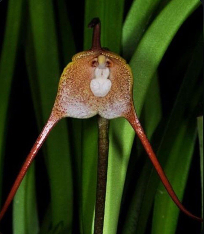 Dracula psittacina Red-Orange Ivory Yellow Bloom Size Orchid Species 1.5” Pot