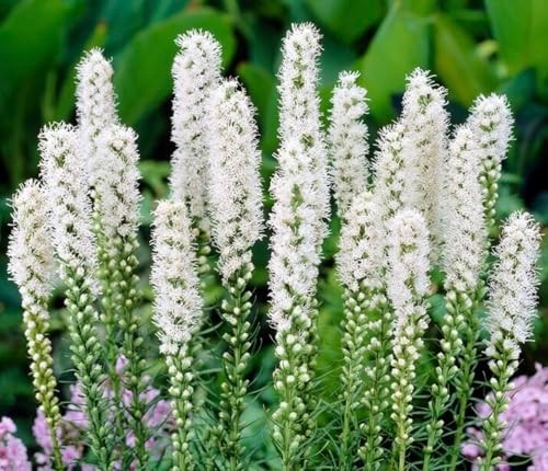 White Blazing Star Bulbs – Spicata Liatris – Unique White Flowering Plants (10 B