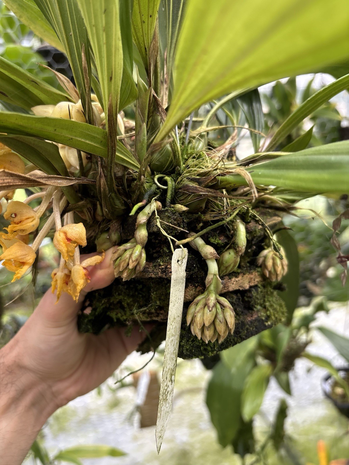 Sievekingia fimbriata XXL MANY SPIKES compact Orchid Species Stanhopea