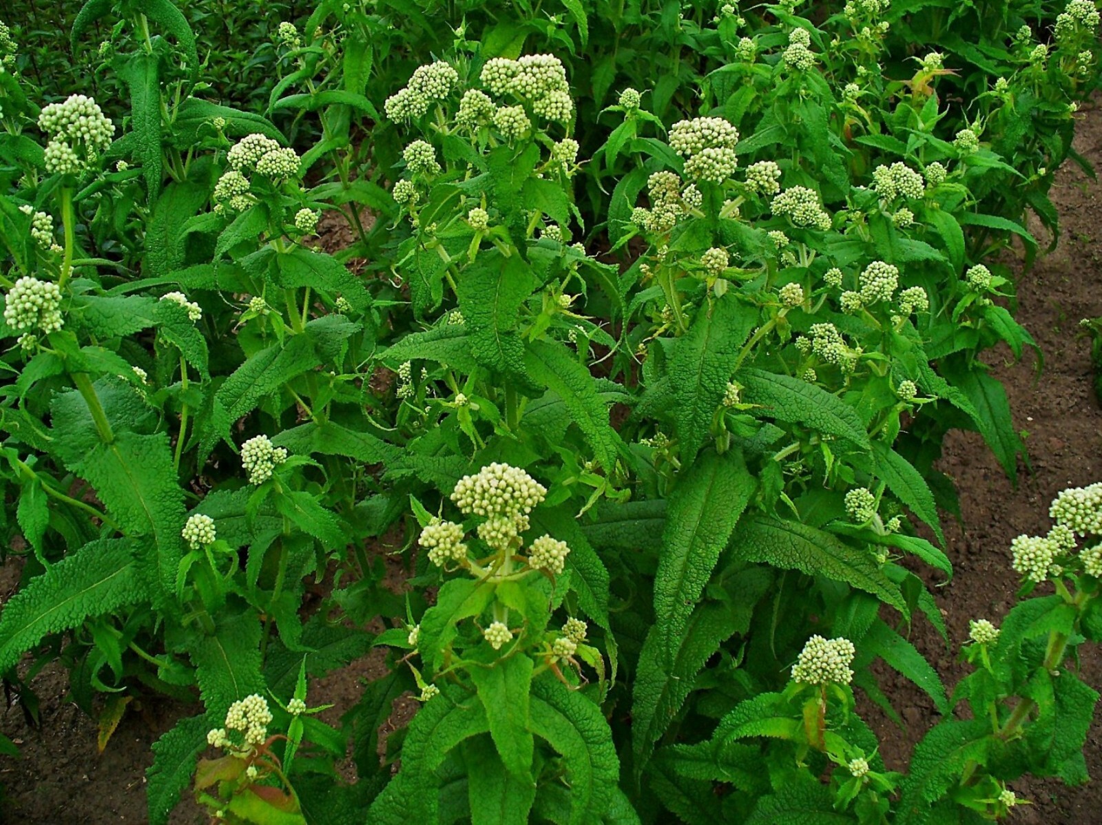 300 Common Boneset Seeds – Eupatorium perfoliatum – None-GMO Medicinal Herb
