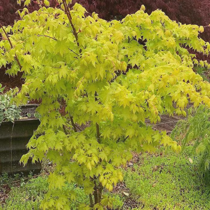 Acer palmatum ‘Summer Gold’ #1 Container Size 18-24″ Height