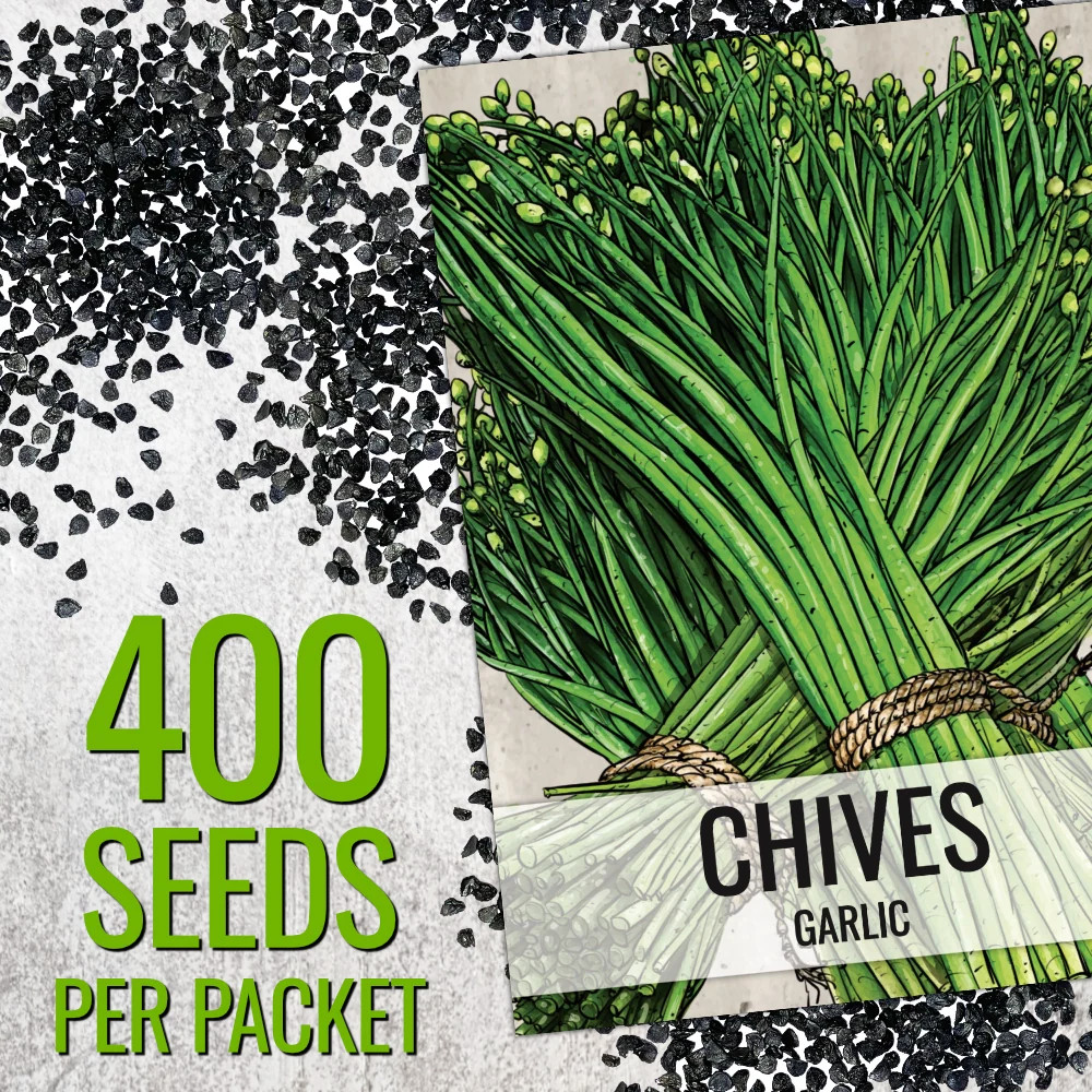 Garlic Chives Herb Seeds For Planting (Allium tuberosum)