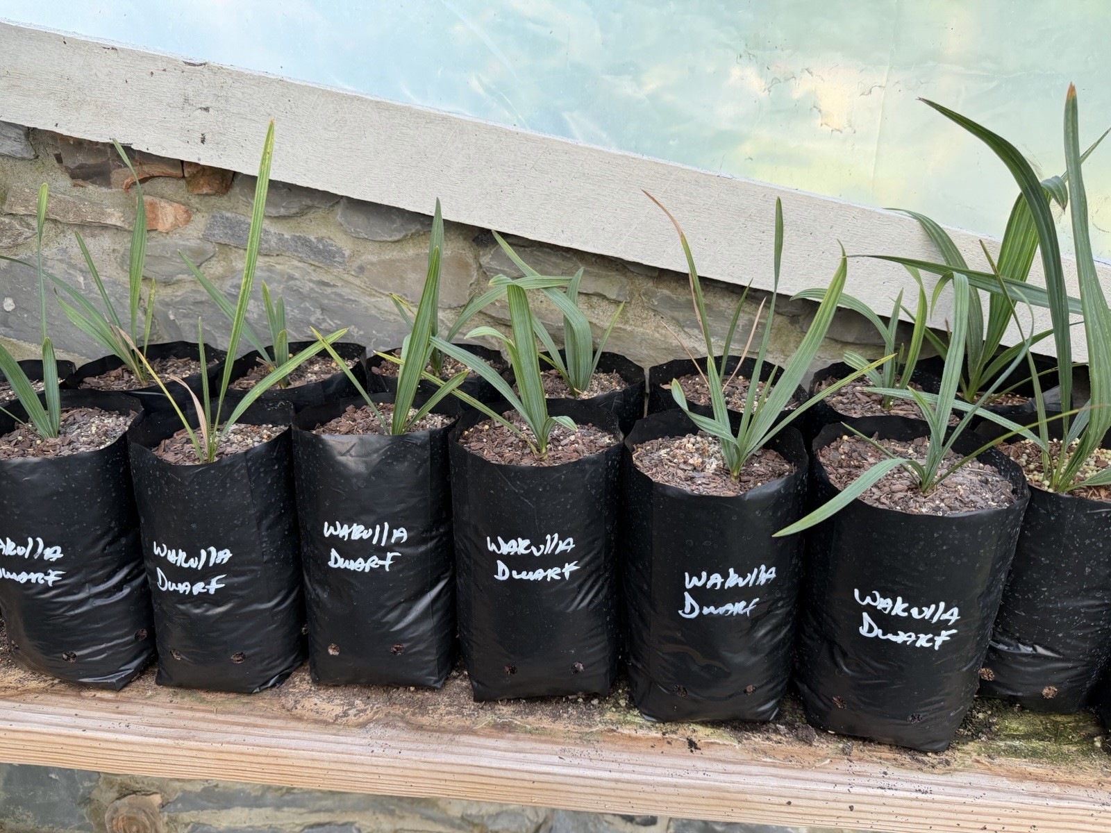 Sabal minor ‘Wakulla Dwarf’ – 1 Gallon Grow Bag – Rare Dwarf Cold Hardy Palm