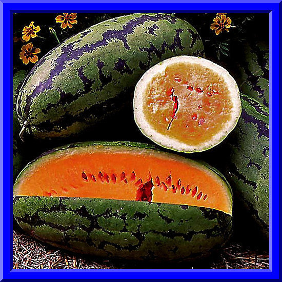 Orangeglo Watermelon Seeds! Delicious Fruit – COMB. S/H SEE MY STORE