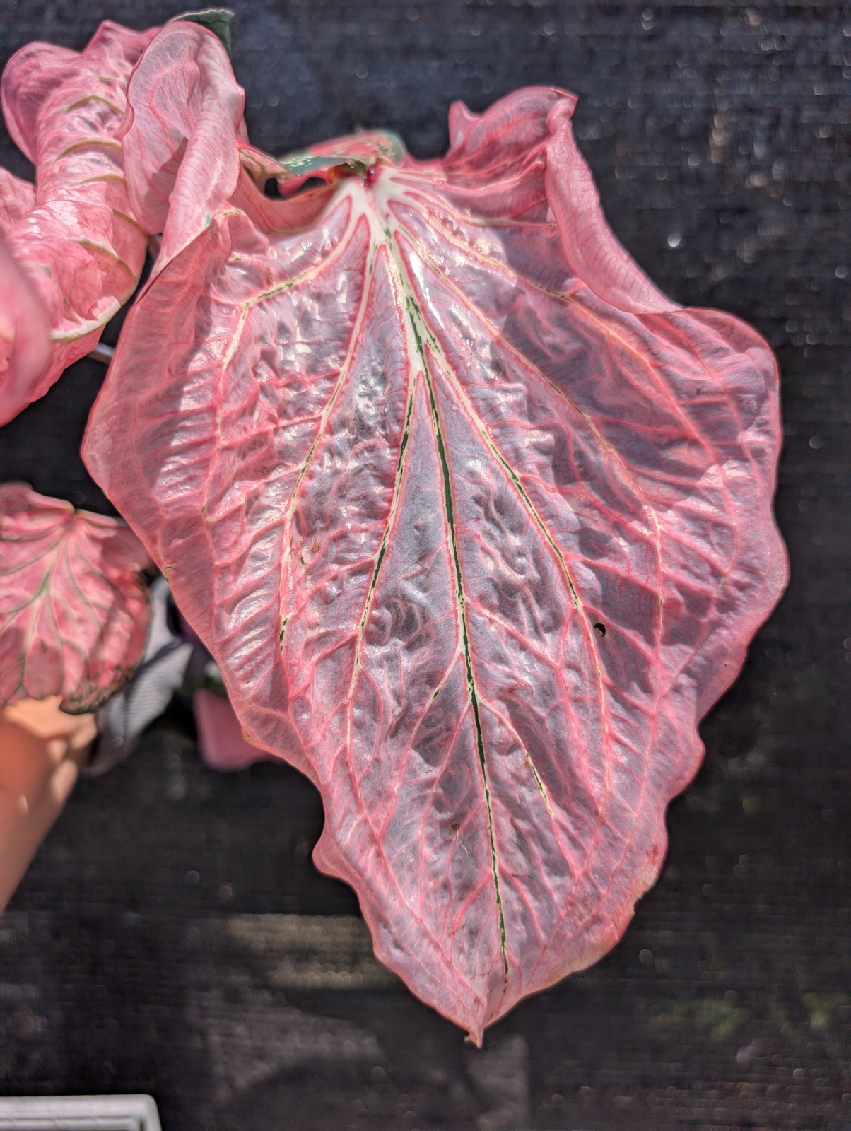 RARE Thai Beauty Caladium Plant Pink Green Translucent Leaves Live Rooted Aroid