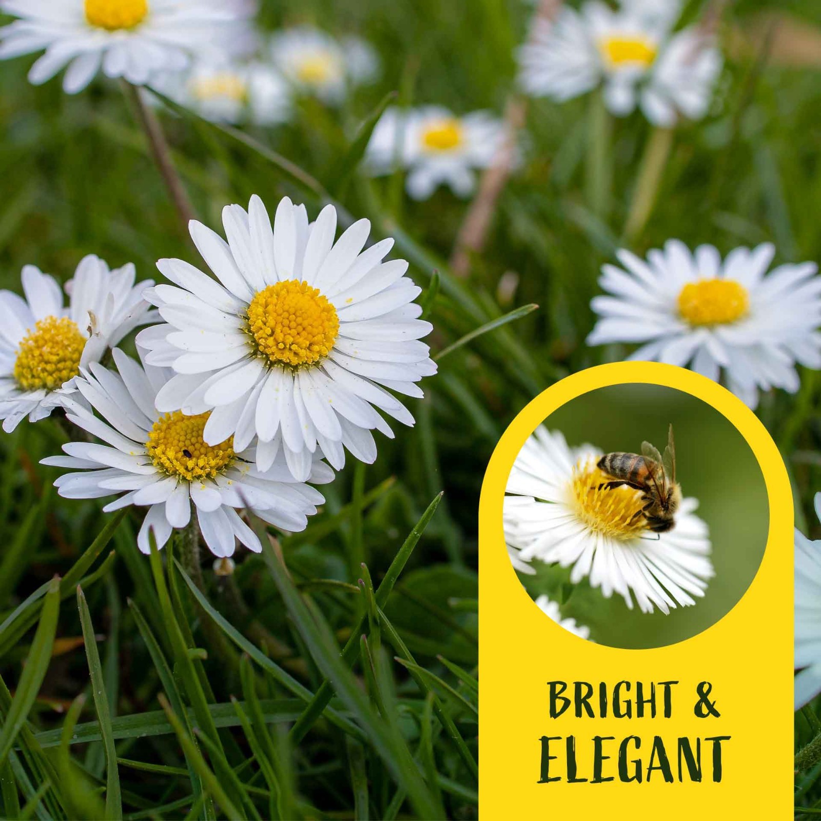 2 Santa Barbara Daisy Plants in 3.5″ Cubes | Flowering Groundcover (Erigeron)