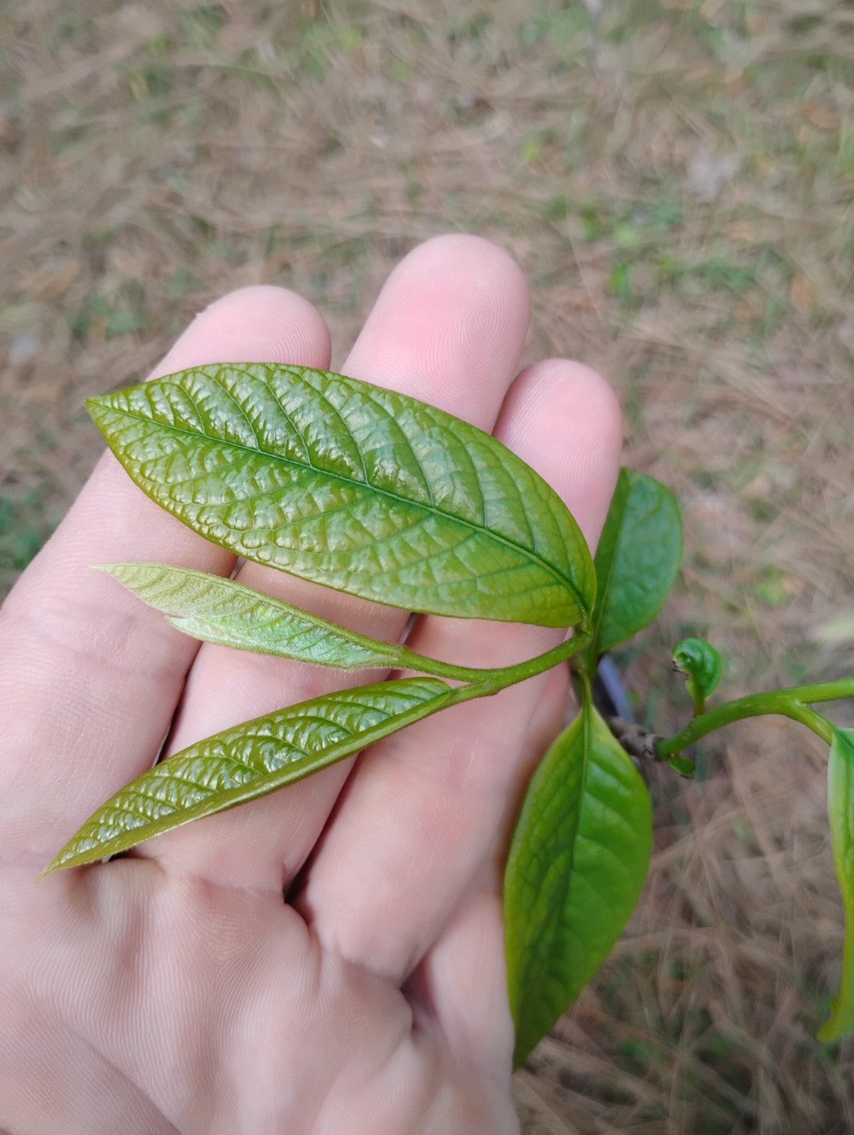 American Paw Paw Tree, 1 Gallon Pot.