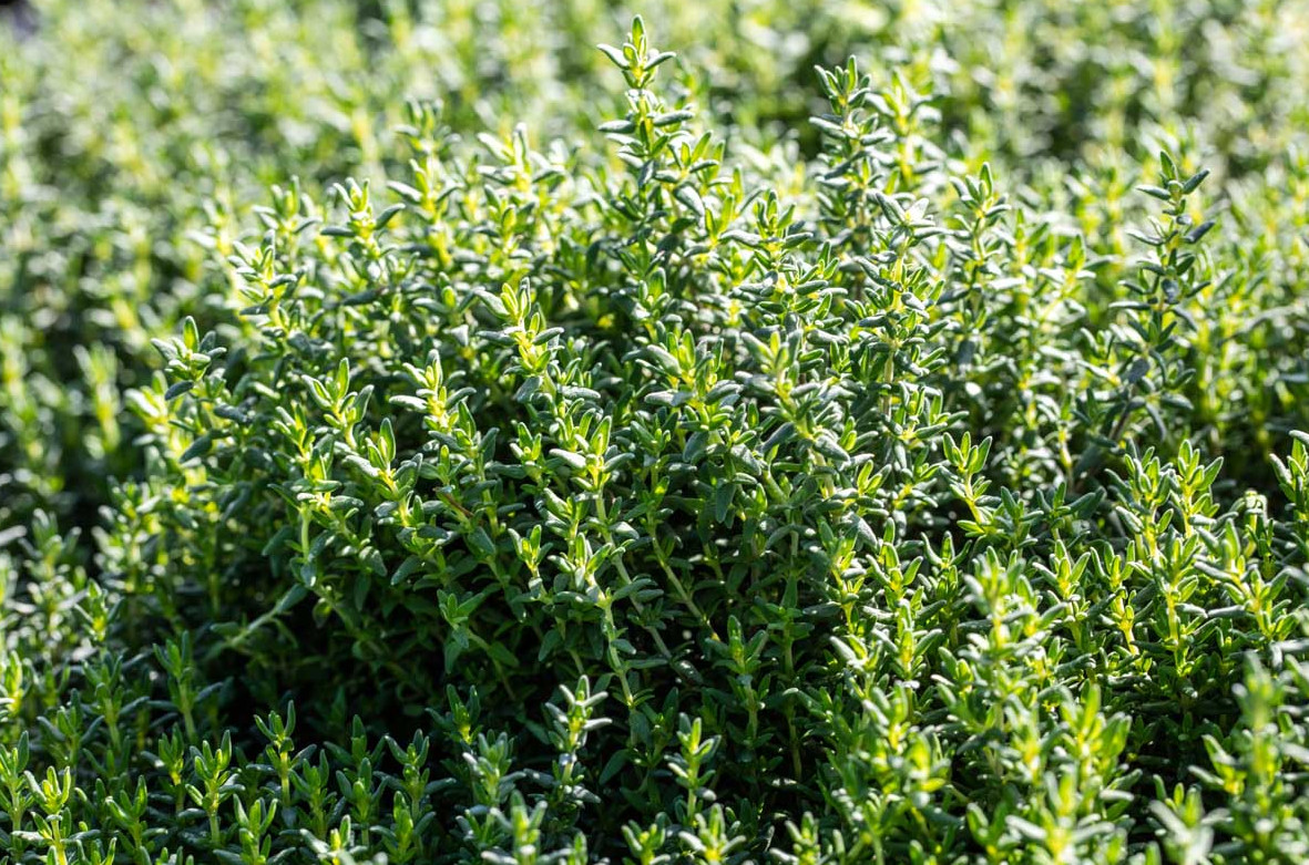 English Thyme Live Plant – 4″ Pot – Fragrant Culinary Herb