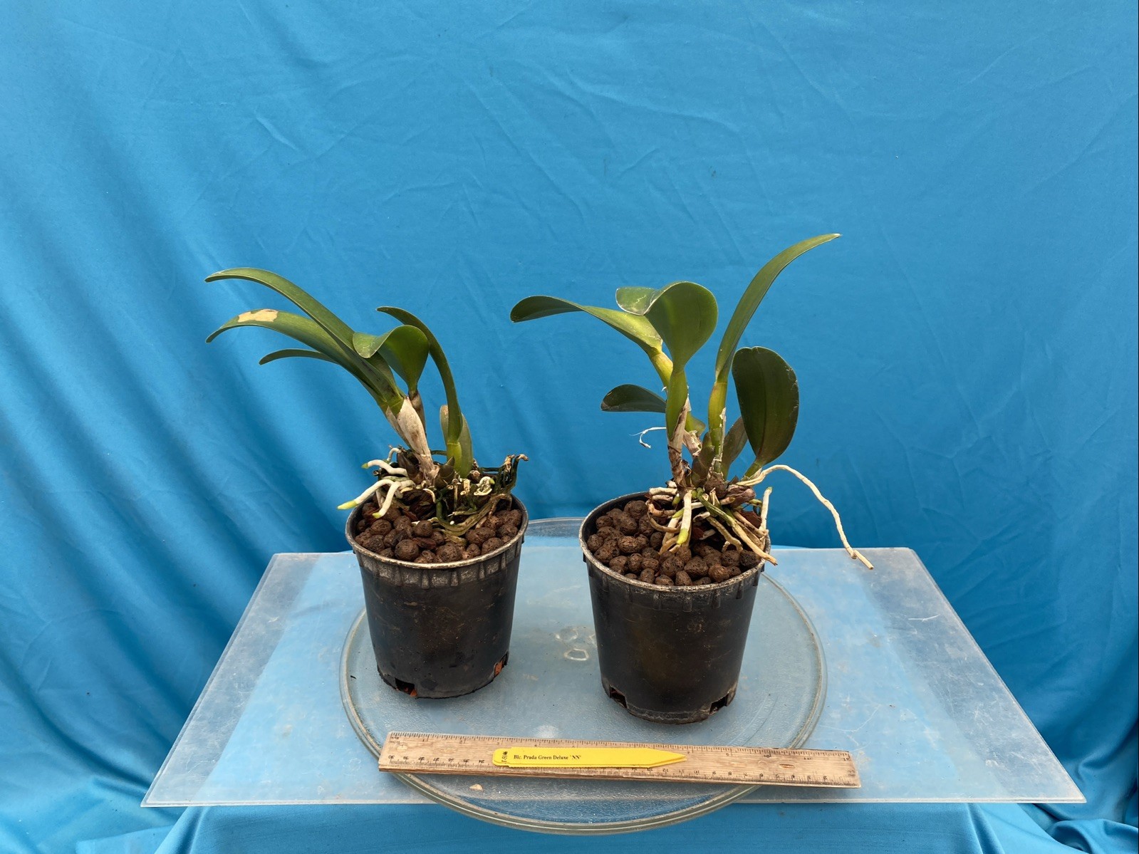 Rlc Prada Green Deluxe ‘NN’ Green Yellow Mericlone Orchid 5.5” Fresh RePot