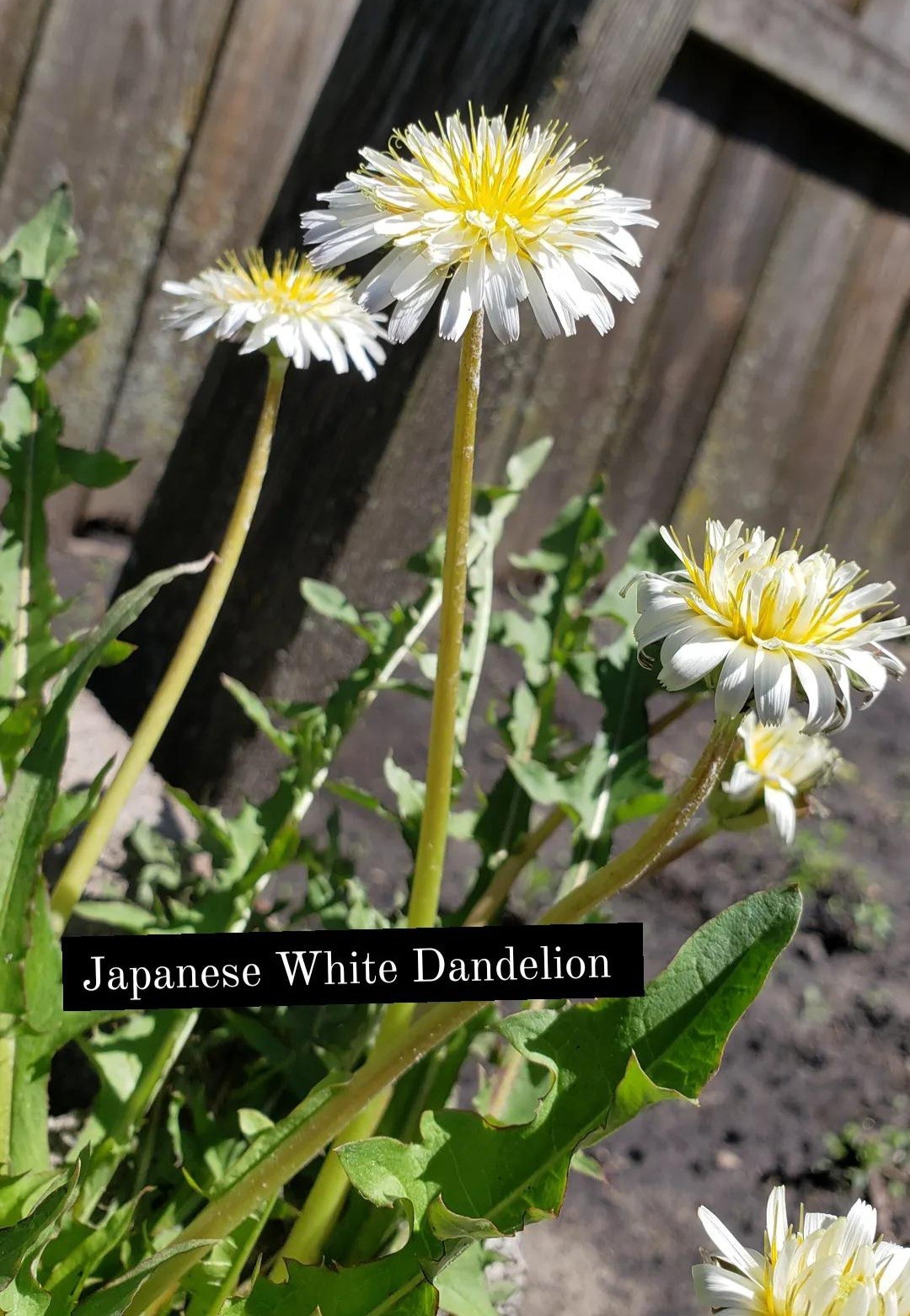 Japanese White Dandelion Seeds RARE 10 Organic Seeds *FREE SHIPPING*