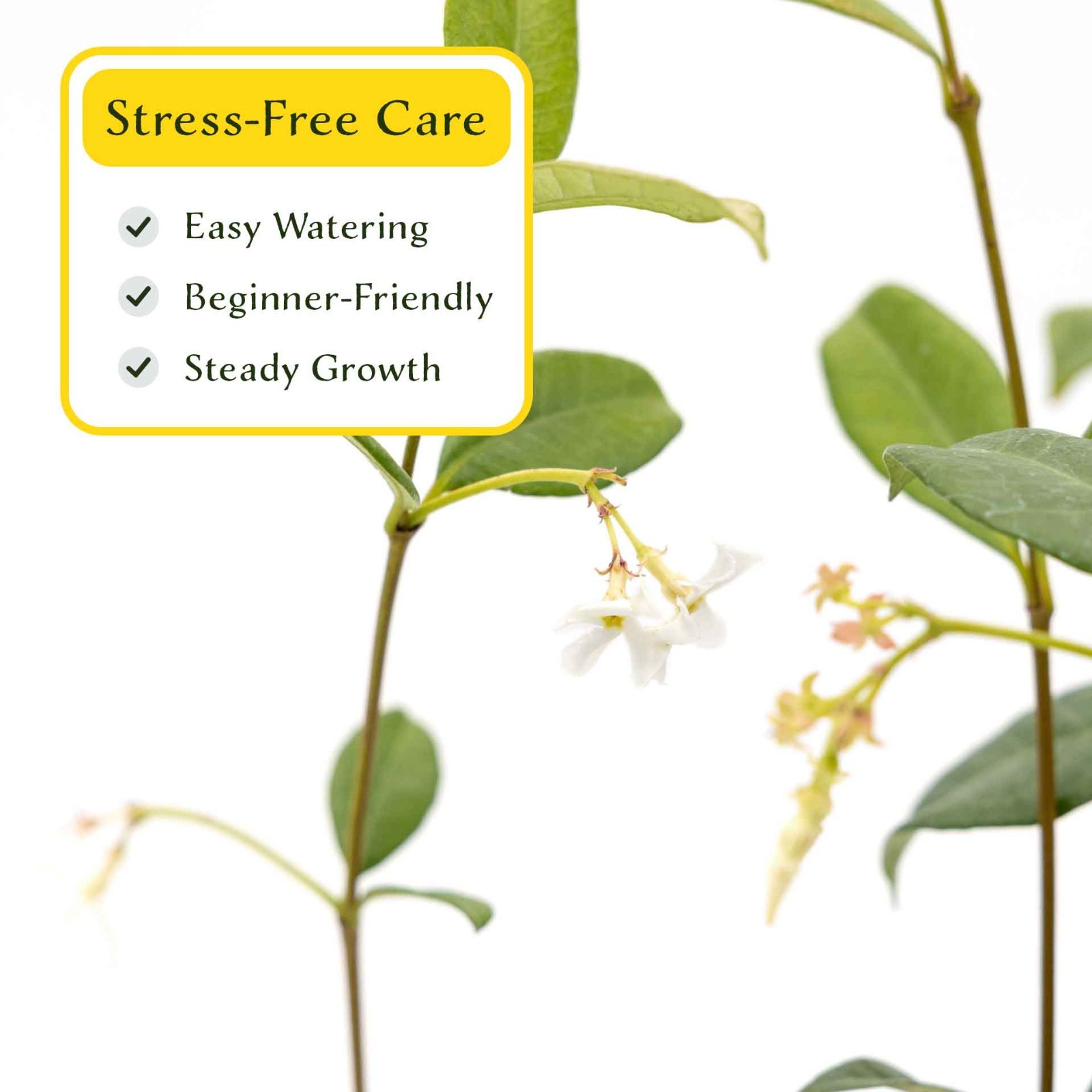 2 Star Jasmine Plants in 3.5” Cubes | Fragrant Evergreen Vine (Trachelospermum)