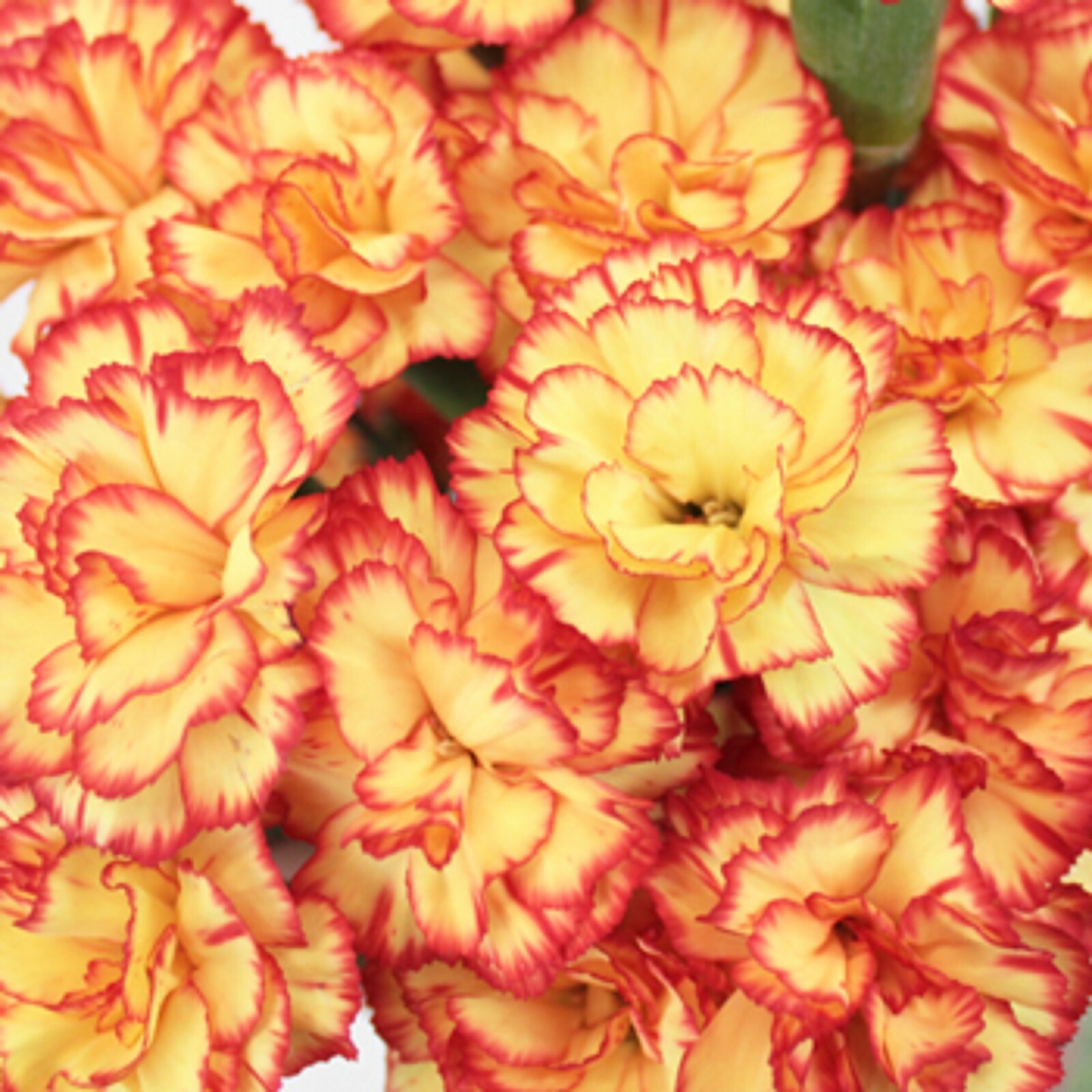 100 Yellow Orange Carnation Seeds Dianthus Flowers Seed Flower Perennial 219