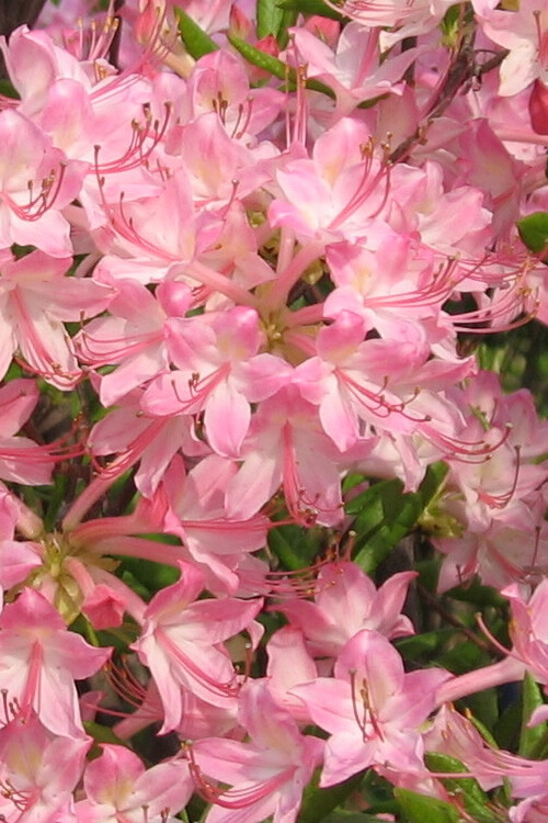 PINK PEARL~Azalea Rhododendron Deciduous Starter Plant~BEAUTIFUL PINK IRIDESCENT