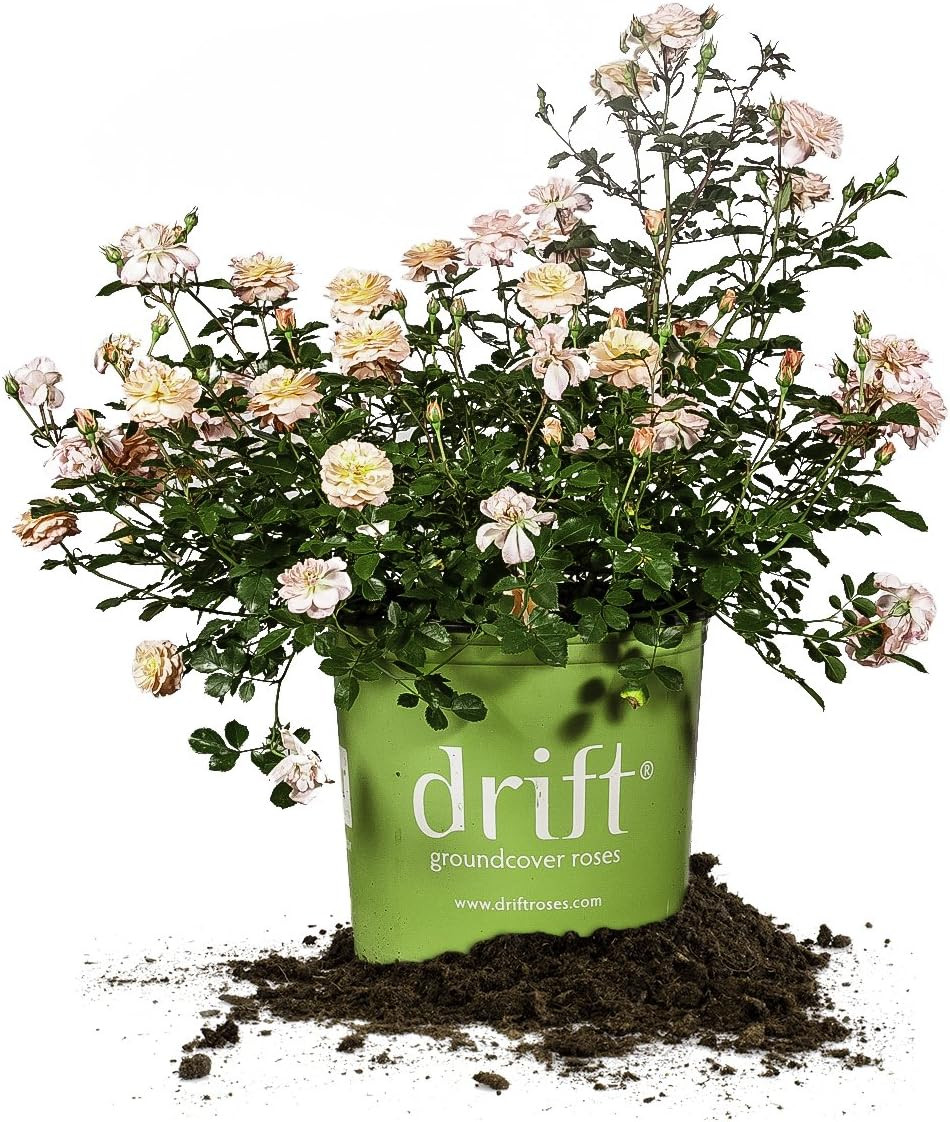 Apricot Drift 1 Gallon