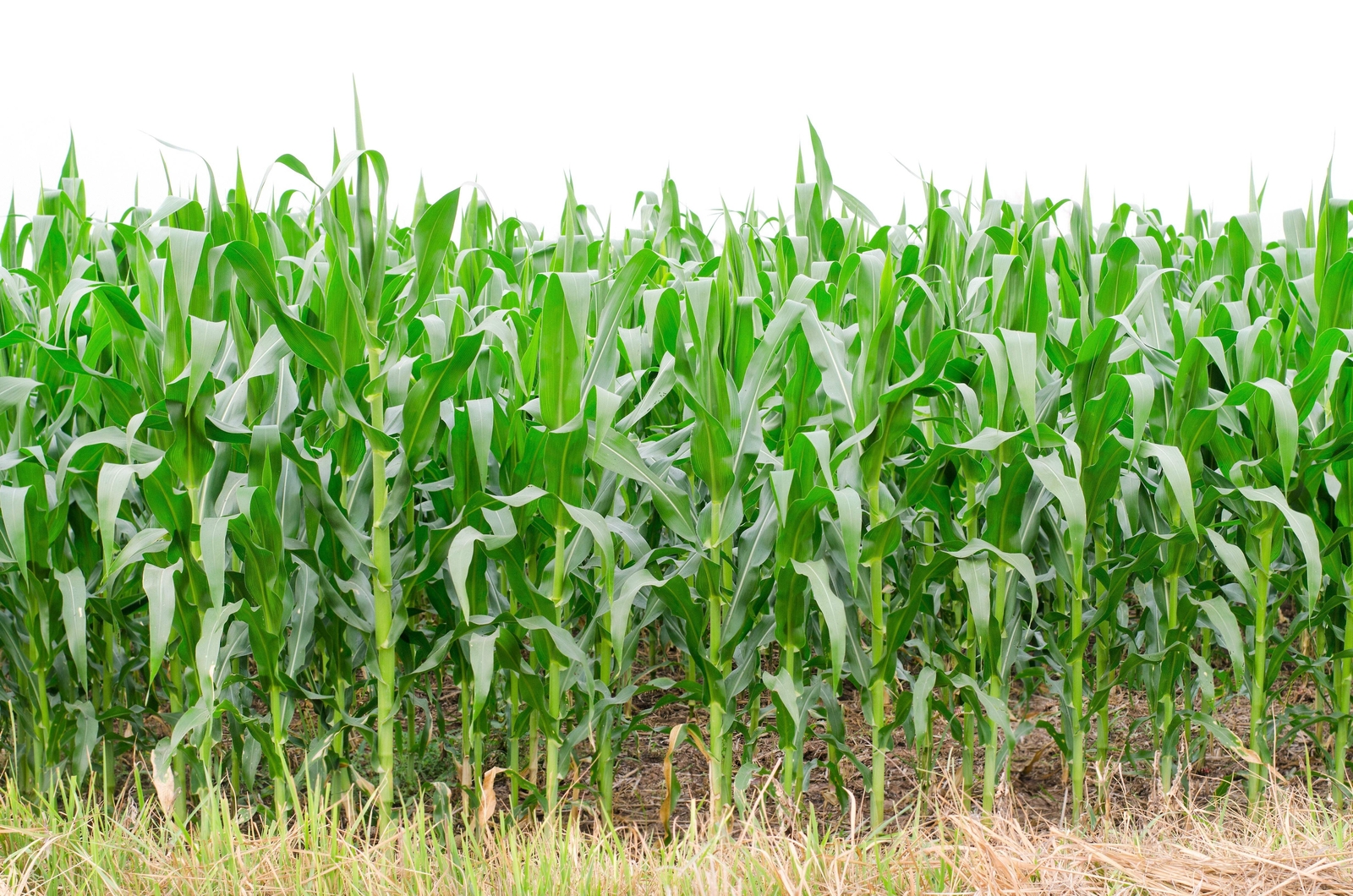 50 BLUE POPCORN Blue Kernels Pop White Corn Zea Mays Vegetable Seeds *Flat Ship