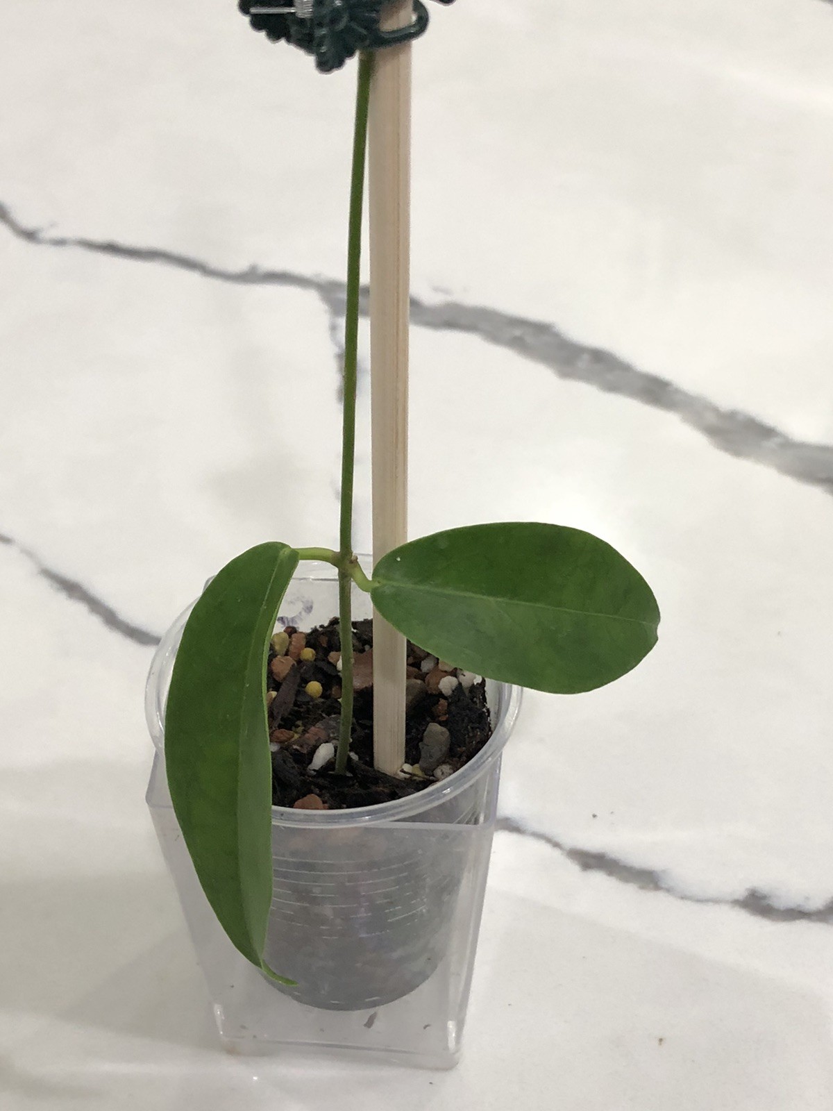 HOY CHLORANTHA (ROOTED PLANT)