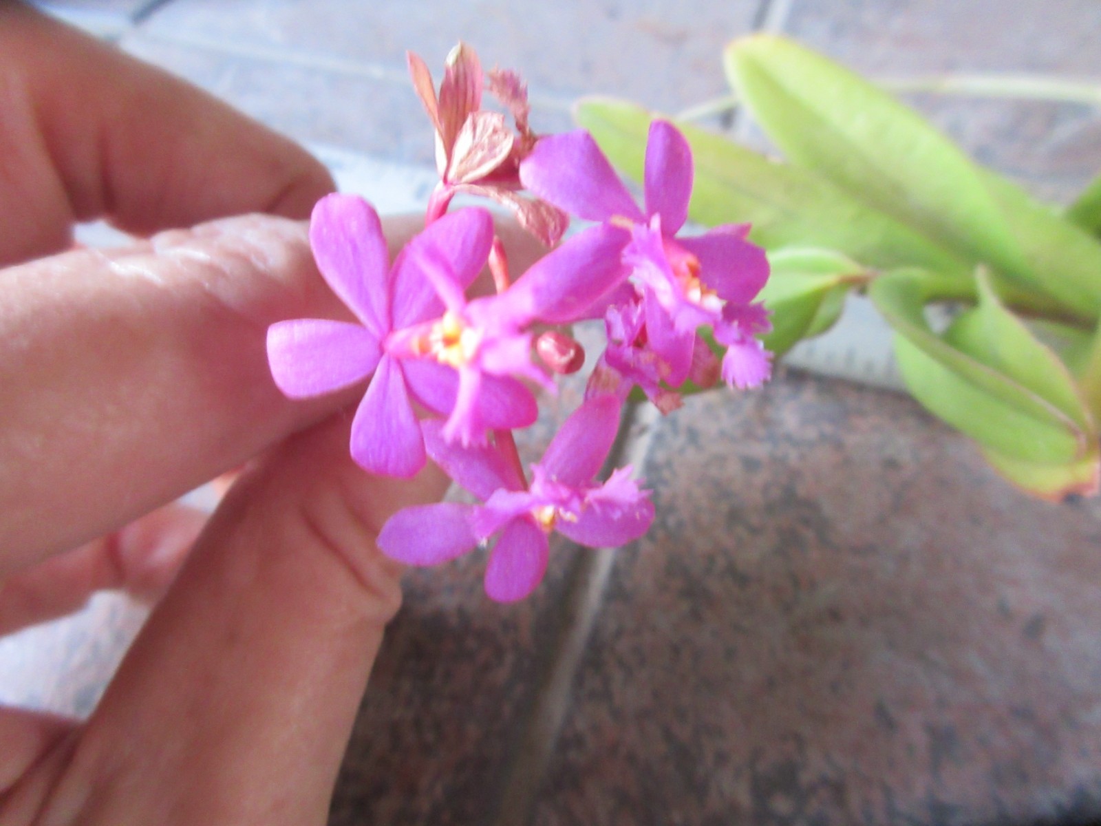 Epidendrum Orchid- Purple with Red/White centers Cluster of 3 + 1 keiki Shown #2
