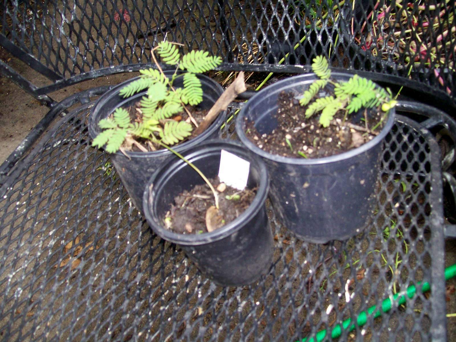 MIMOSA TREE SET OF 20 SEEDS