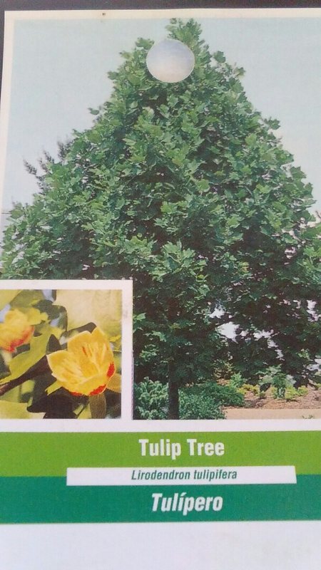 Tulip Tree Flowering Plant Trees Home Garden Plants Landscape Flower