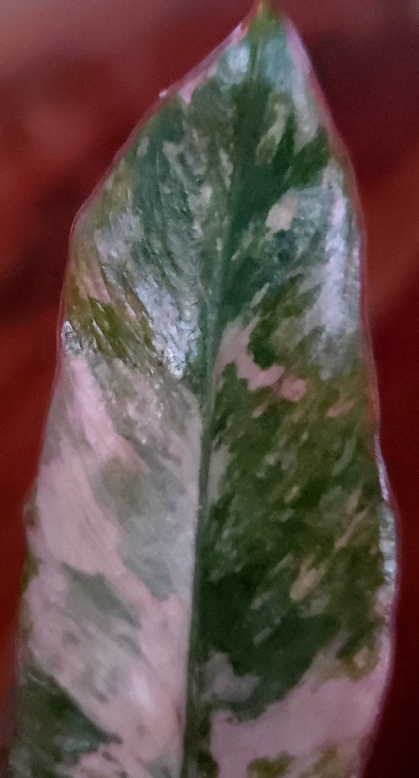 Rare Philodendron Variegated Pink Fire Tiger 11″ Tall Not Anthurium Monstera
