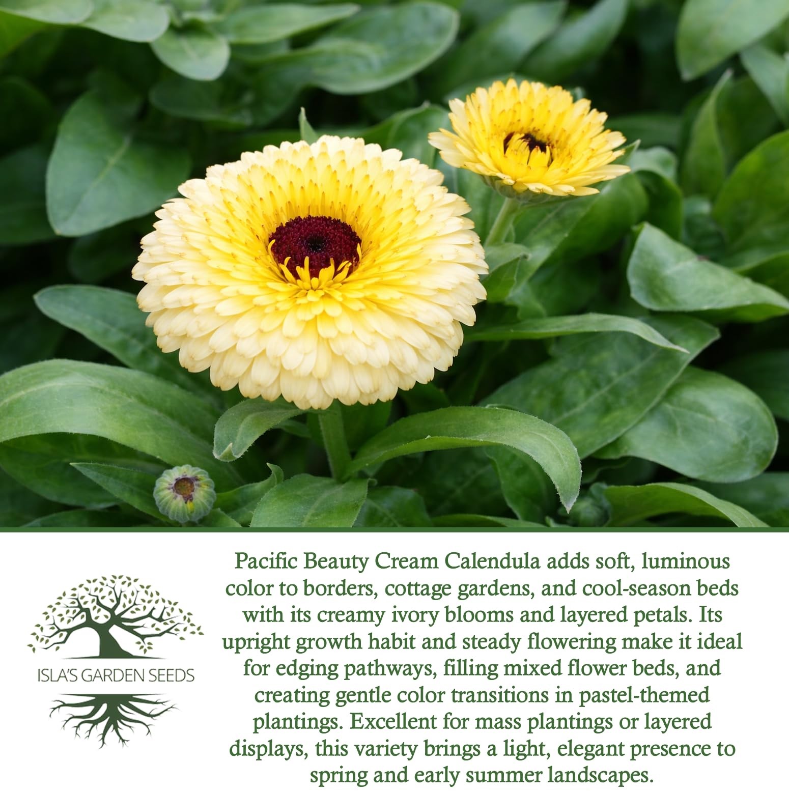 Pacific Beauty Cream Calendula Seeds (Calendula officinalis) – 250+