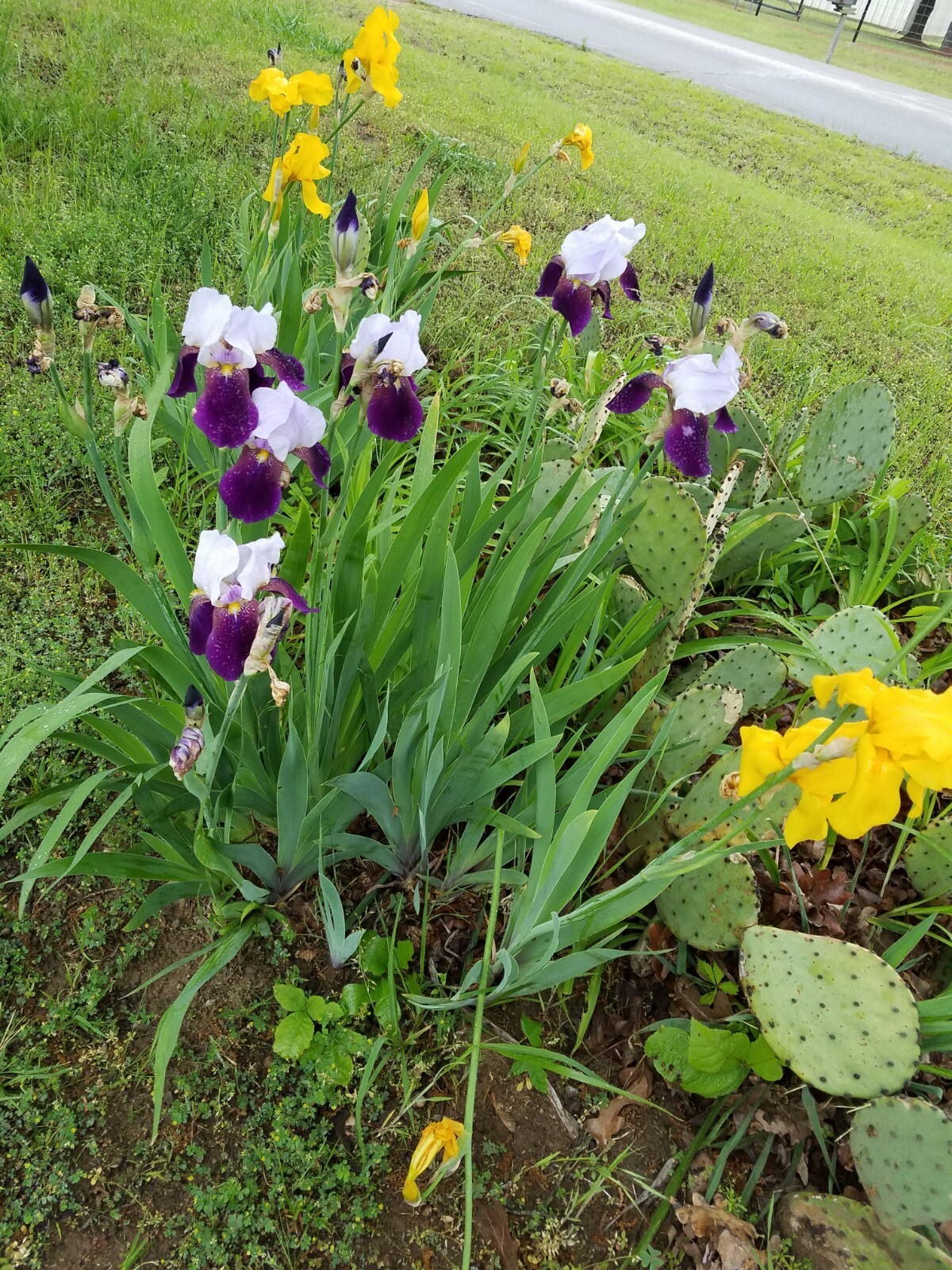 20x FRESH MIXED VARIETIES/COLORS BEARDED IRIS Bulbs/Rhizomes FRESH