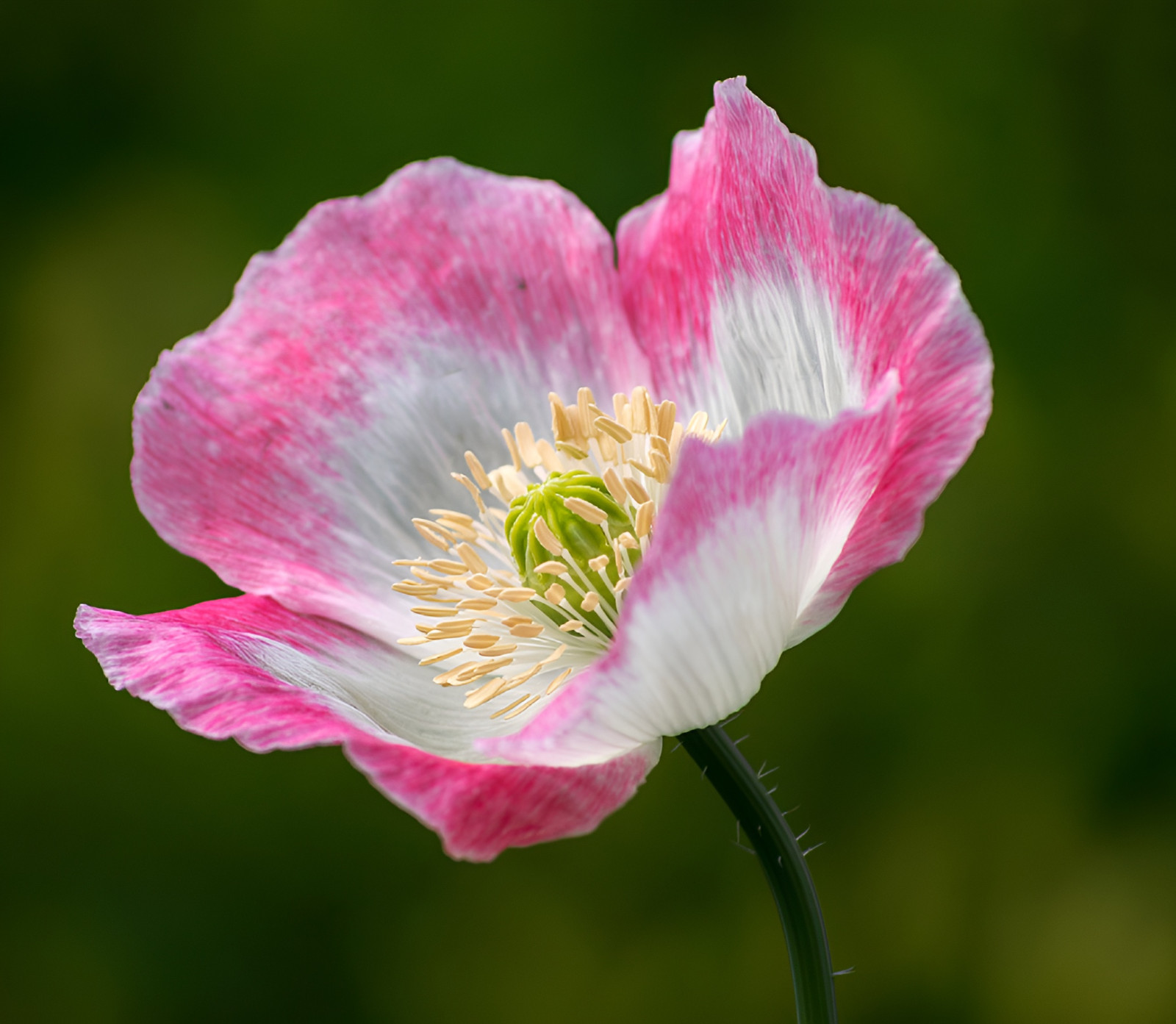 1,000 Amphora Poppy Seeds –P. Somniferum – Stunning Frilly White and Pink Petals