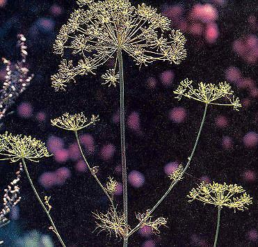 Dill Mammoth Long Island Anethum 5,000 seeds