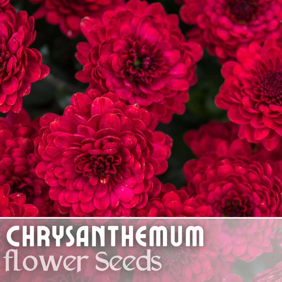 Divine Charm Mum Chrysanthemum Seeds 200+ Seeds Mum Flower, Flower Seeds, Annual