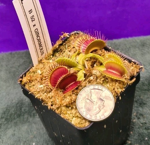 Venus Flytrap B52 X GINORMOUS Young Division Carnivorous Plant