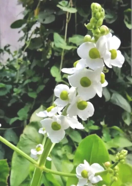 1 Edible Aquatic Broadleaf Arrowhead 茨菇 Sagittaria Latifolia Water Garden Plant