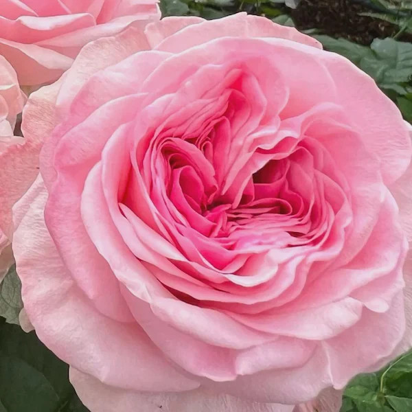 Live Bare Root Rose Plant – Premium Garden Variety, Fragrant Blooms New