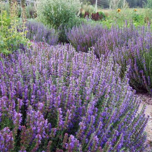 HYSSOP officinalis Perennial Hummingbird Plant & Medicinal USA Non-GMO 200 Seeds