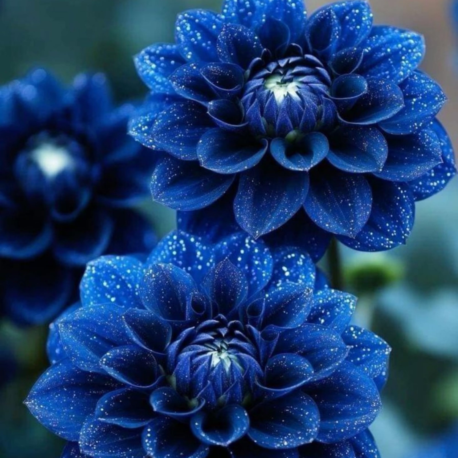 300+ Mix Dahlia Seeds for Planting – Rare Dahlia Pompon Flower Seeds Variabil…