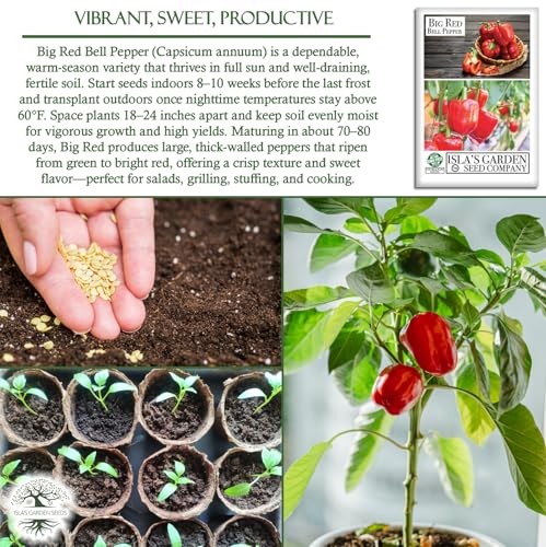 Big Red Bell Pepper Seeds (Capsicum annuum) – 50+ Non-GMO Heirloom Seeds by
