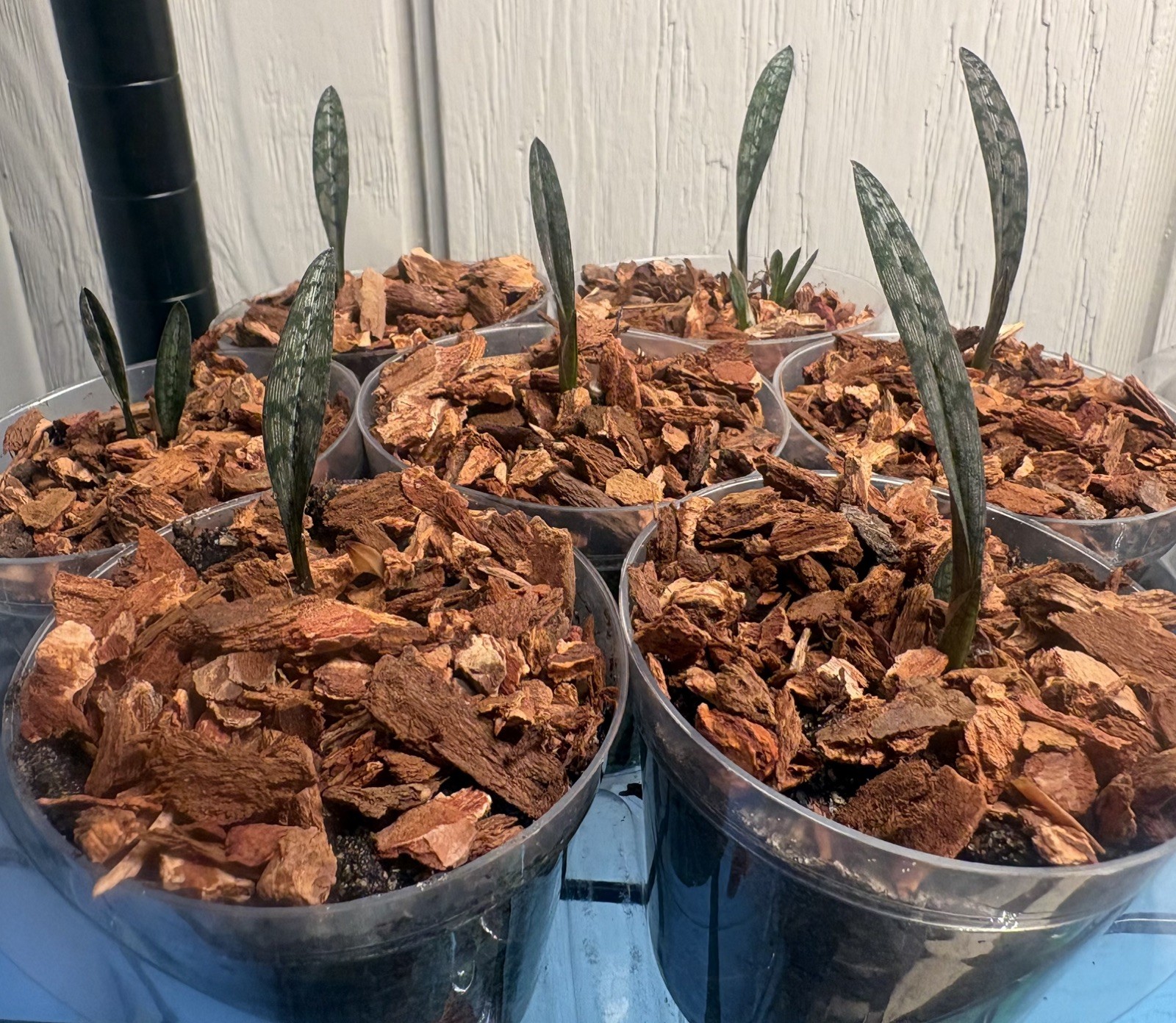 Oeceoclades spathulifera Snake Orchid rare terrestrial 2″ seedling.