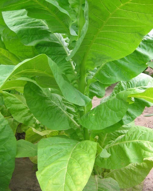1000 Symbol 4 Tobacco Seeds ~ Early Maturing Pipe and Cig Nicotiana Tabacum