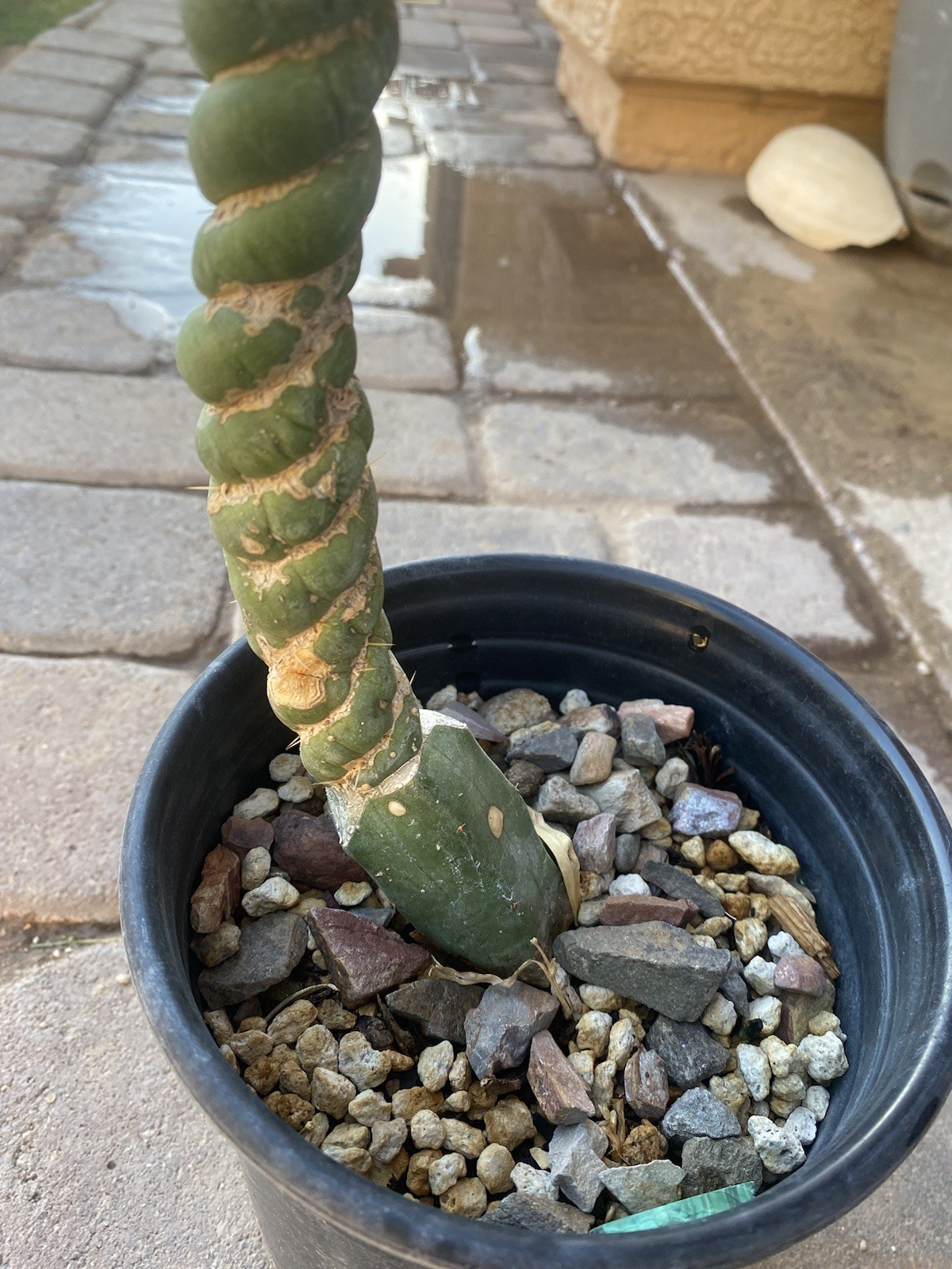 Unicorn Cactus Spiralis