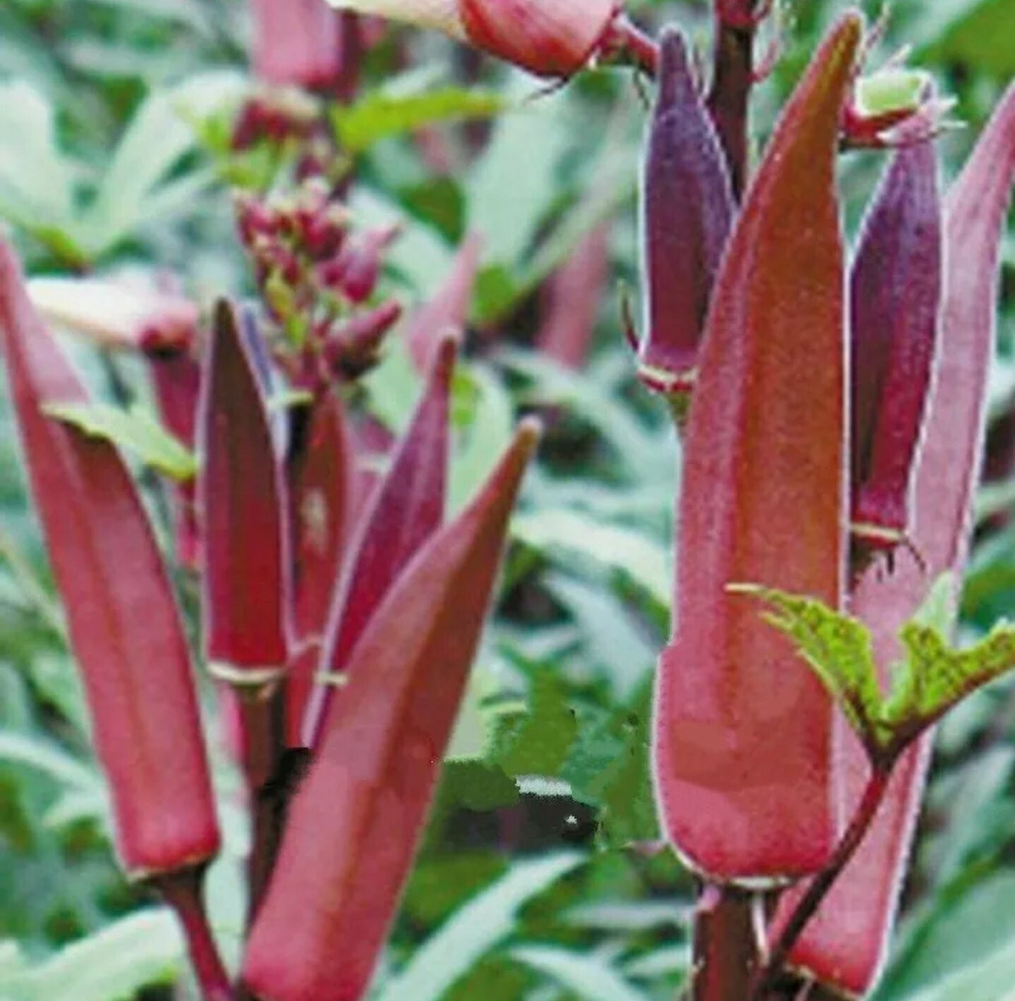 100+ Red Burgundy Okra Seeds (Abelmoschus Esculentus)