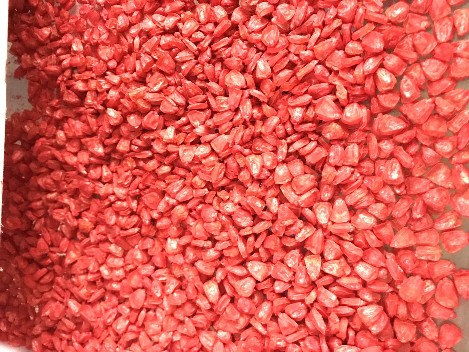 G90 Delicious Hybrid Sweet Corn Seed Bicolor Treated 100 Seeds, 1oz. 95% Germ.