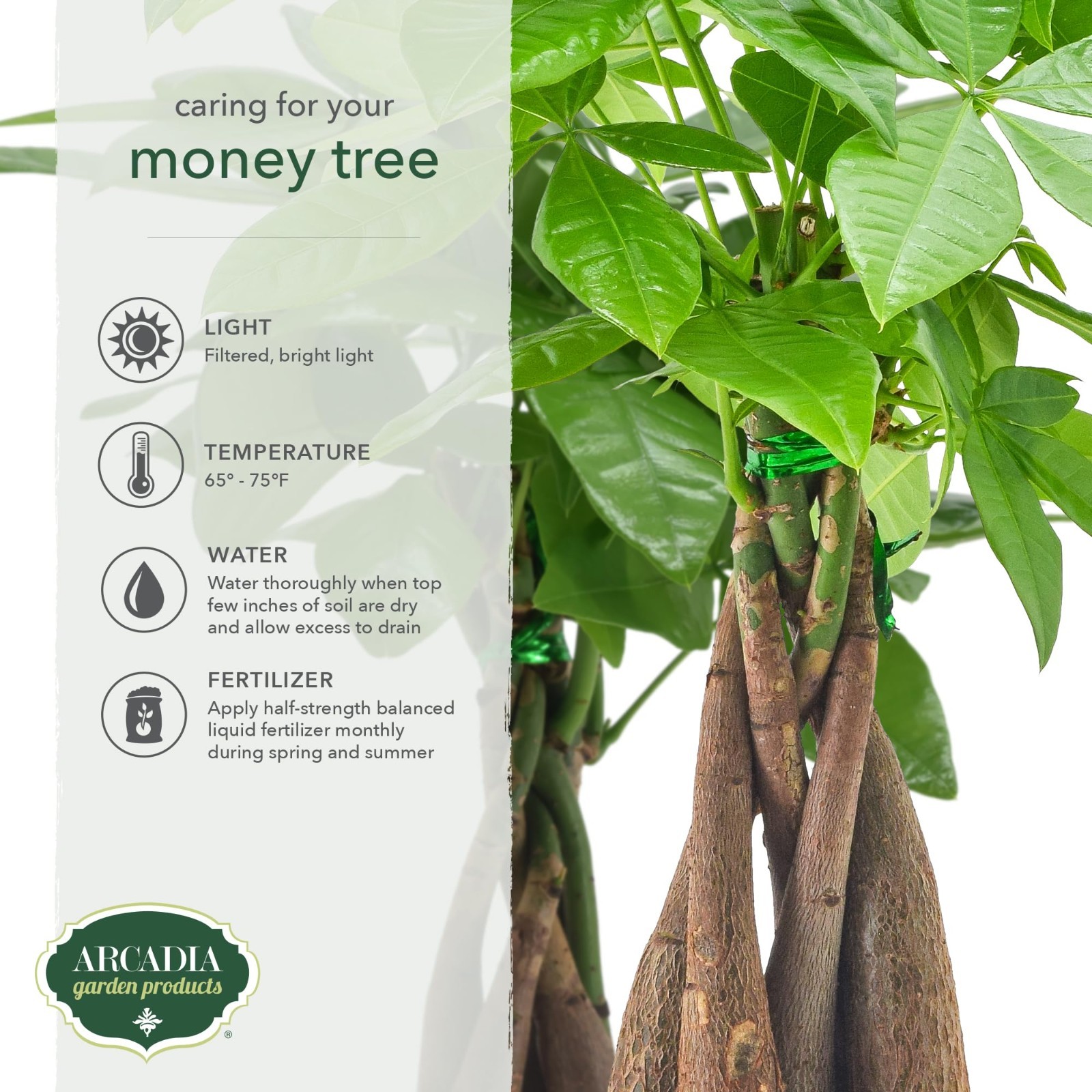 Live Braided Money Tree Indoor Plant – Pachira Aquatica, 4in Tropical Decor Gift