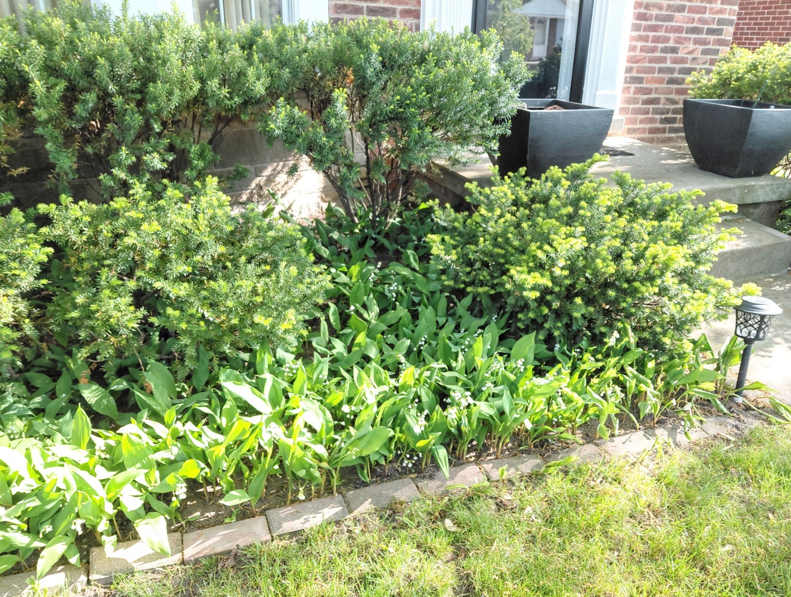 LILY of the VALLEY 30 PIPs BAREROOTS Freshly harvested Glower Bloom in Spring