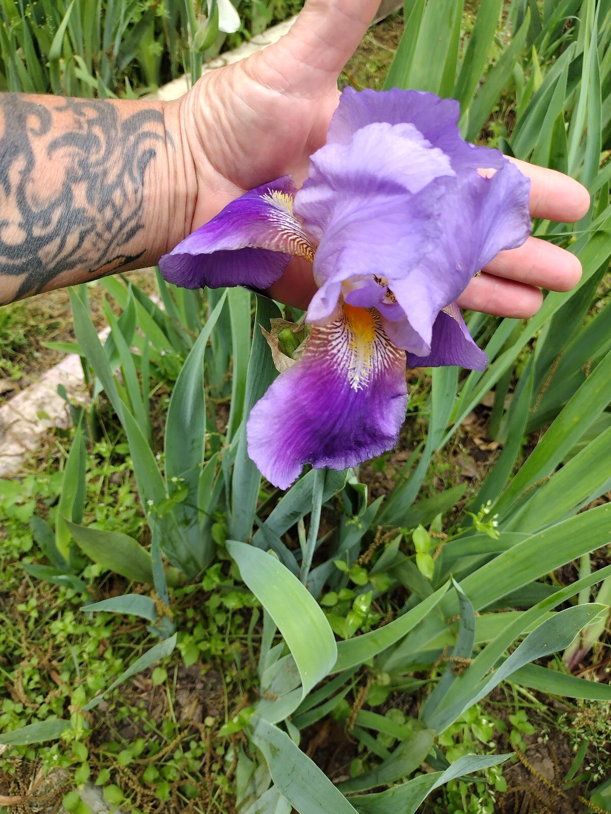 25xBearded Iris Rhizomes – Easy to Grow, FresH Mixed Colors FAST SHIPPING