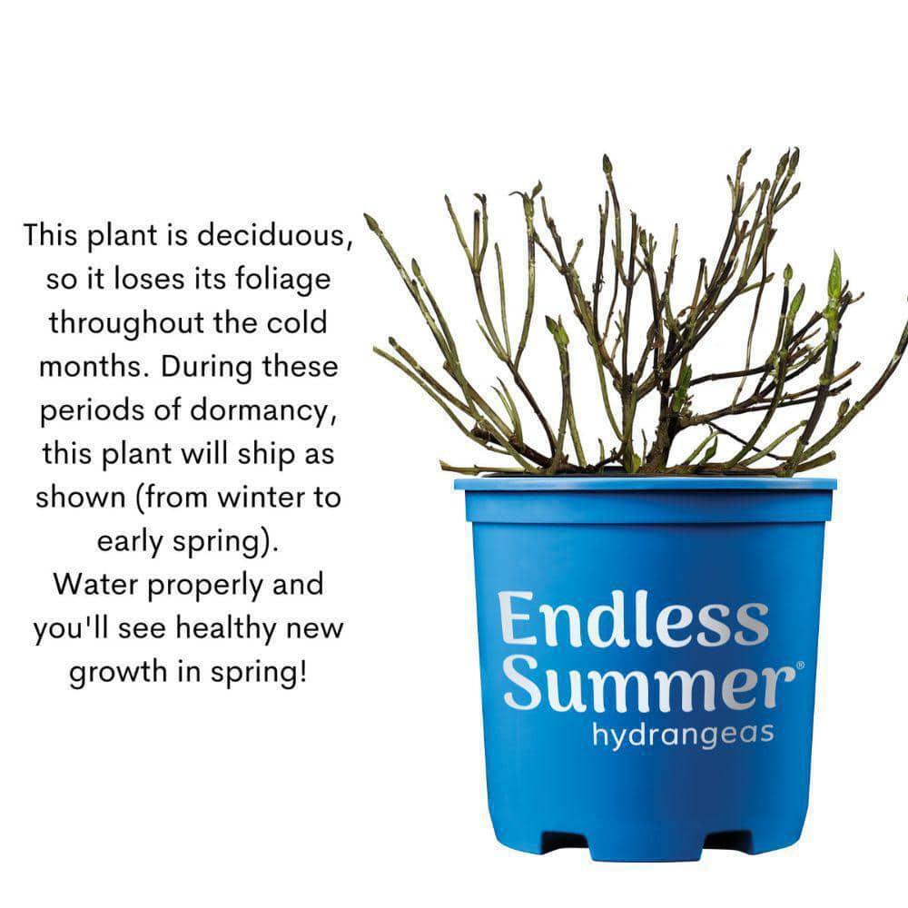 Endless Summer 1 Gal. Original Reblooming Hydrangea Shrub Pink/Blue Flowers