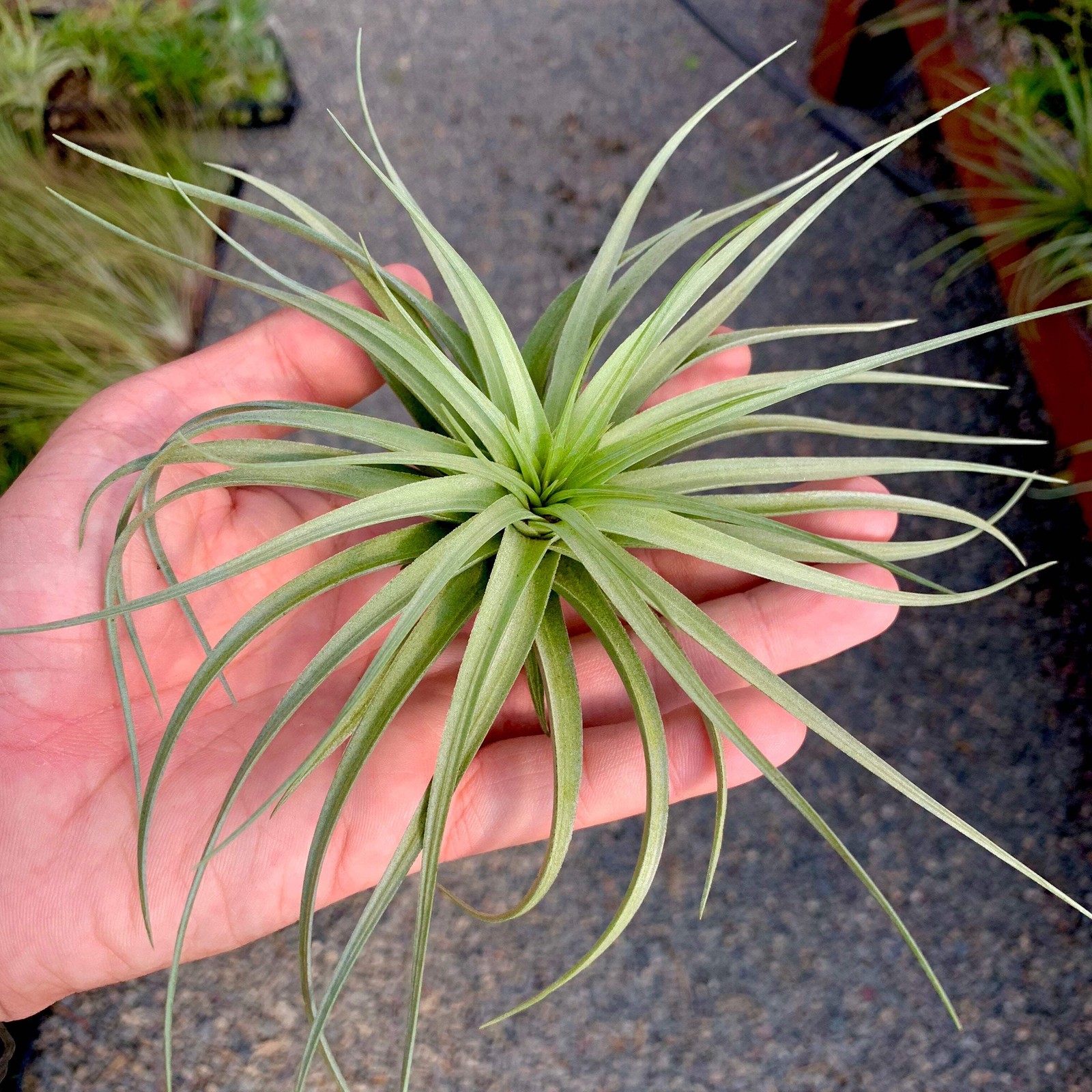Stricta ‘Stiff Gray’ Large Symmetrical Air Plant