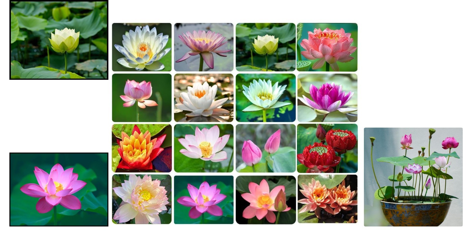 30PCS Non-GMO Bonsai Lotus Seeds for Gorgeous Aquatic Gardens – Easy Planting