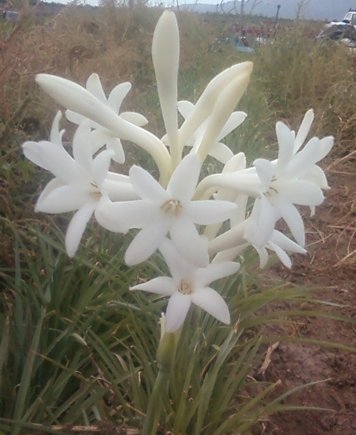 7 Single Mexican Tuberose Polianthes Lily SMALL BULBS~Fragrant~Heat Hardy